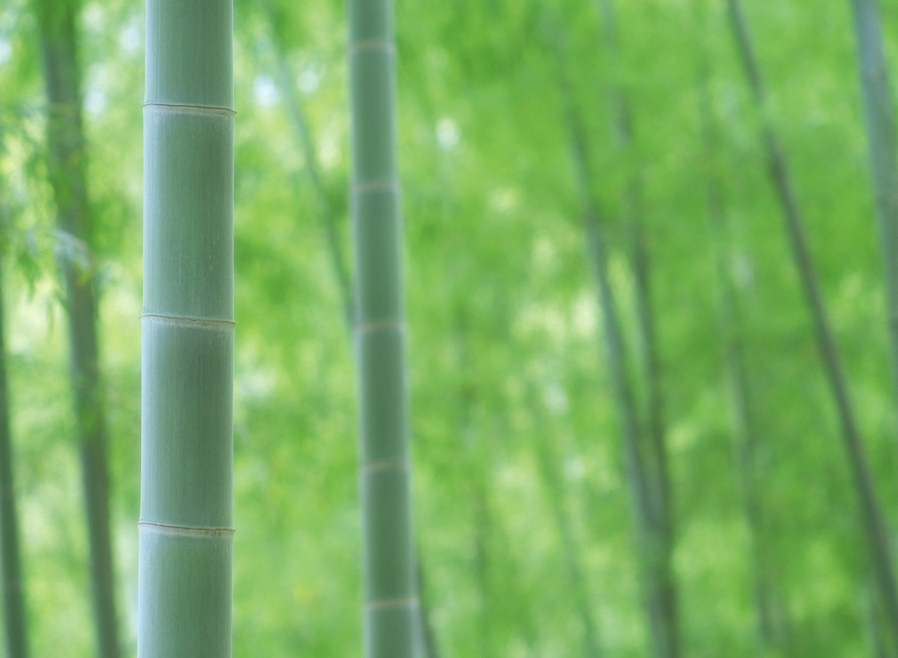 bamboo