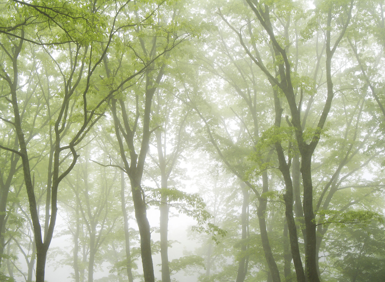 trees
